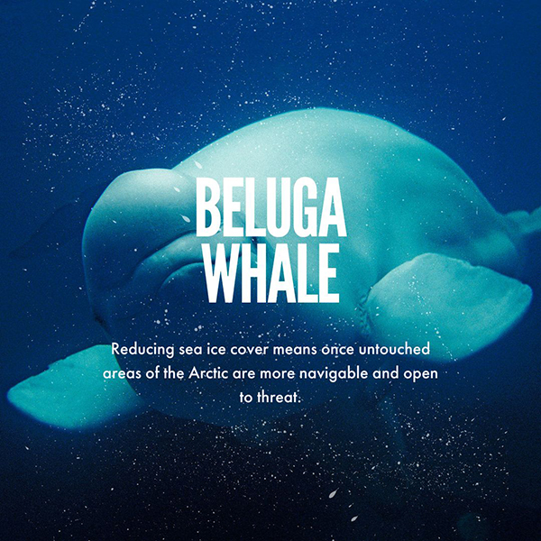 Ocean Beer social post for Beluga Whales