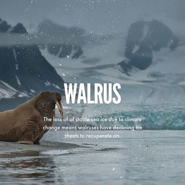 Ocean Beer social post for Walrus awareness