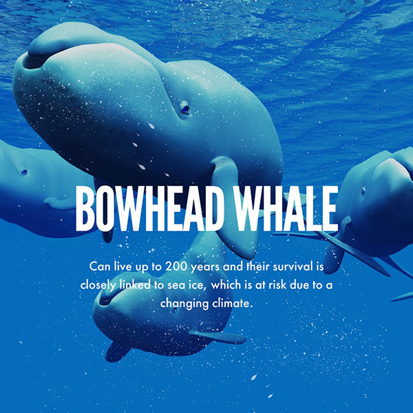 Ocean Beer social post for Bowhead Wale awareness