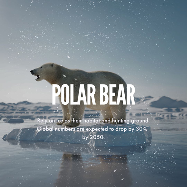 Ocean Beer social post for Polar Bear awareness